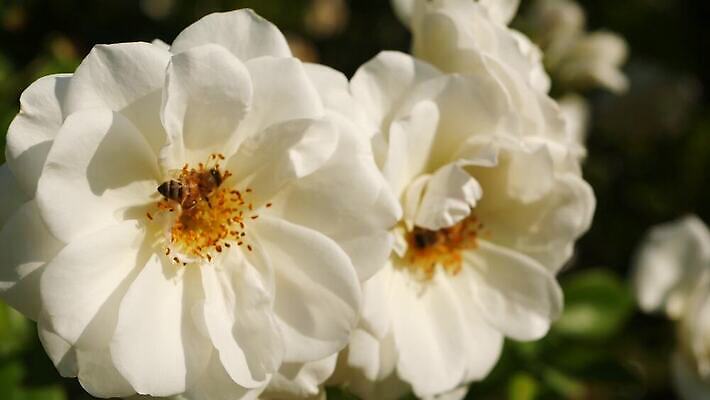 식물 영어 계절 공원 꽃잎 꽃 분홍색 컬러 곤충 백그라운드 잎 꽃무늬 자연 친절 발렌타인데이 사랑 초원 사람없음 빨간색 초록색 여름 컬러풀 장미 정원 벚꽃 신선 개화 선택 꿀벌 소프트포커스 수분 벌 다발 보케 꽃가루 부드러움 향 꿀 묵주 그리너리 4K MP4 해외동영상 클립영상 동물 문자 공공시설 감정 컨셉 무늬 종교용품 데이이벤트 촬영기법 감각 벌_곤충 가루 생태계 동영상 파일형식 트랜드컬러