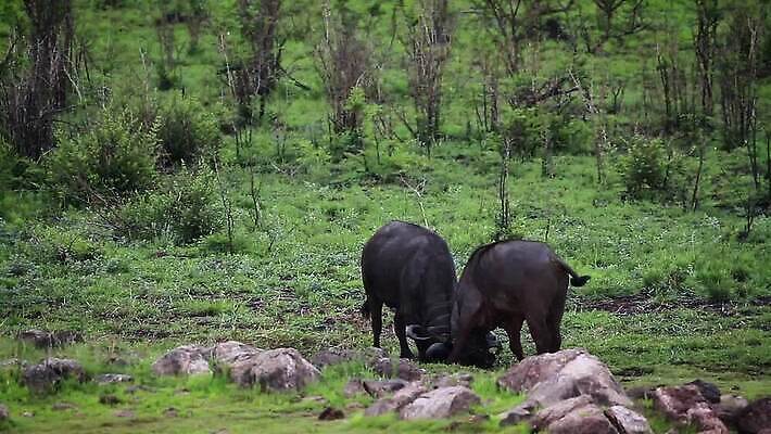동물 남자 야생동물 2 포유류 아프리카 자연 국립공원 풍경 사람없음 황무지 보호 공격 사파리 황소 싸움 남아프리카 보츠와나 보호구역 크루거 MOV 해외동영상 클립영상 공원 나라 컨셉 모션 사람 소 생태계 동영상 남아프리카공화국 구역 파일형식