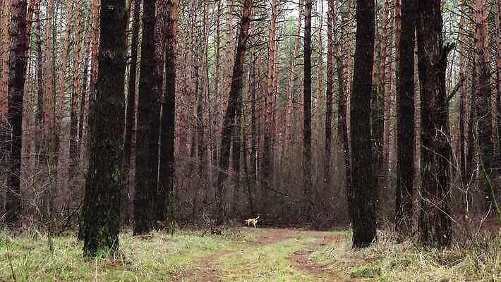 나무 동물 행복 자연 종류 사람없음 빛 달리기 갈색 산책 소나무 개 숲 만족 복종 4K MP4 해외동영상 클립영상 식물 감정 컬러 포유류 모션 휴식 생태계 동영상 파일형식