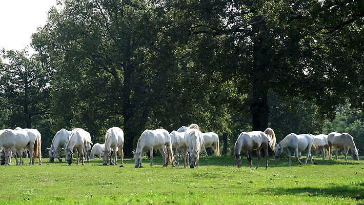 나무 동물 남자 컬러 밭 포유류 자연 사람없음 야외 초록색 햇빛 농장 흰색 숲 마네킹 방목 땅 입술 갈기 망아지 기르기 슬로베니아 찰과상 4K MOV 해외동영상 클립영상 식물 유럽 새끼 농업 사람 신체부위 태양 말_동물 축산업 상처 생태계 동영상 돌봄 파일형식