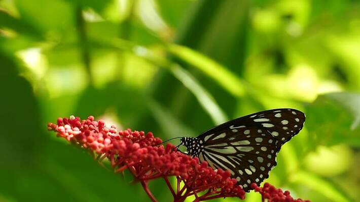 야생동물 컬러 나비 곤충 백그라운드 잎 꽃무늬 날개 자연 열대 종류 사람없음 초록색 여름 빛 평화 정원 맑음 화목 봄 활발 낭만 젖음 신선 소프트포커스 숲 열대우림 생물학 부드러움 꿀 고립 대칭 변태 블러 수유 이국적 파라다이스 카피스페이스 그리너리 4K MP4 해외동영상 클립영상 식물 동물 계절 교육 꽃 컨셉 무늬 날씨 촬영기법 공백 감각 생태계 동영상 파일형식 트랜드컬러