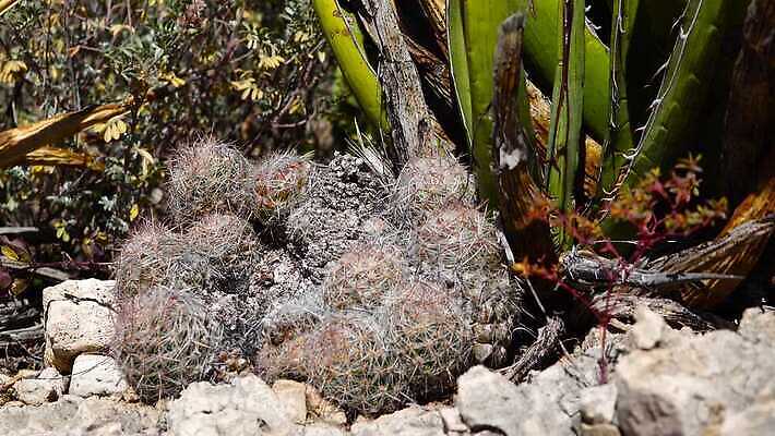 나무 식물 꽃 여행 백그라운드 자연 날씨 선인장 건조 풍경 사람없음 초록색 물 여름 사막 뜨거움 가시 척추 날카로움 애리조나 내추럴 뉴멕시코 다육식물 4K MP4 해외동영상 클립영상 자연요소 계절 컬러 뼈 미국 생태계 동영상 파일형식