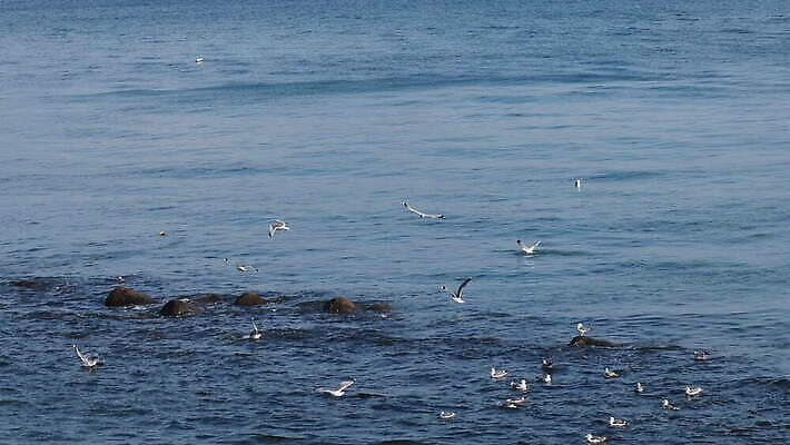 동물 실루엣 야생동물 모래 바다 여행 백그라운드 자연 갈매기 조류 하늘 낚시 한국 사람없음 물 흰색 보트 4K MOV 해외동영상 클립영상 자연요소 아시아 컬러 배_교통 레저 촬영기법 생태계 동영상 파일형식