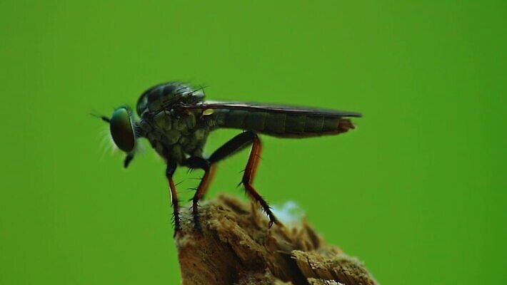 동물 1 야생동물 곤충 백그라운드 절지류 날개 자연 휴식 수염 사람없음 야외 초록색 컬러풀 갈색 정원 검은색 나뭇가지 닫기 해충 벌레 작음 묘사 클립 동물상 암살자 HD MOV 해외동영상 클립영상 나무 컬러 컨셉 모션 조형물 크기 생태계 동영상 파일형식
