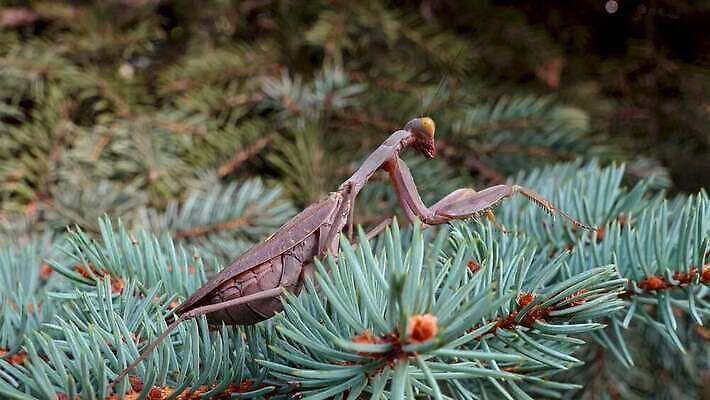 동물 여자 야생동물 곤충 잎 절지류 자연 무척추동물 안테나 사람없음 초록색 갈색 흰색 기도 육식동물 내추럴 포식 4K MP4 해외동영상 클립영상 식물 컬러 통신 사람 생태계 동영상 파일형식