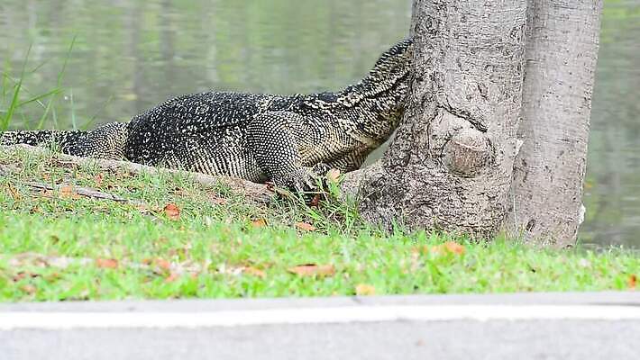 나무 동물 공원 아시아 얼굴 야생동물 파충류 아프리카 자연 생물 동양인 사람없음 초록색 물 머리 모니터 검은색 용 연못 큼 공룡 도마뱀 크루거 MOV 해외동영상 클립영상 자연요소 식물 공공시설 나라 컬러 인종 신체부위 컴퓨터 크기 생태계 동영상 남아프리카공화국 파일형식