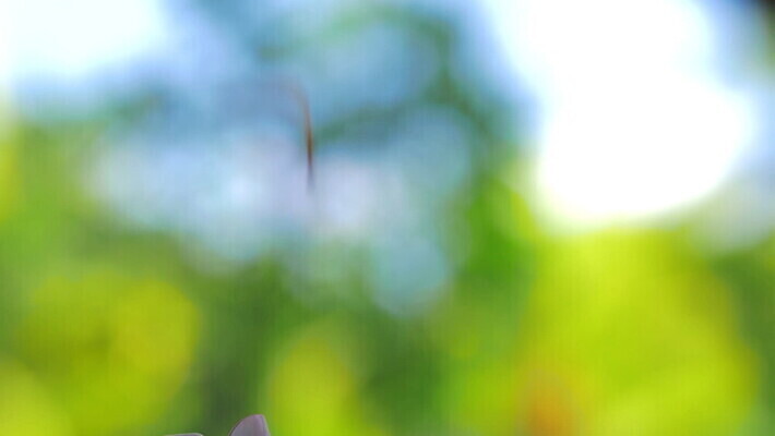 식물 꽃잎 꽃 백그라운드 잎 꽃무늬 모션 자연 탁자 사람없음 초록색 수건 흰색 떨어짐 소프트포커스 심볼 느림 니카라과 MOV 해외동영상 슬로모션 클립영상 컬러 가구 컨셉 무늬 촬영기법 위생용품 남아메리카 생태계 동영상 파일형식