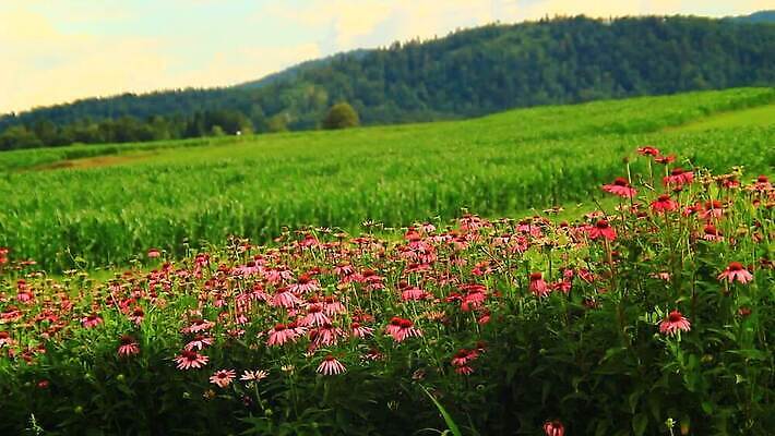 식물 꽃잎 꽃 분홍색 백그라운드 오렌지 자연 사람없음 빨간색 초록색 보라색 미국 봄 흰색 가시 닫기 약초 정상 허브 꿀 내추럴 고립 자연요법 혼자 MOV 해외동영상 클립영상 계절 컬러 북아메리카 과일 모션 풀_식물 생태계 동영상 파일형식