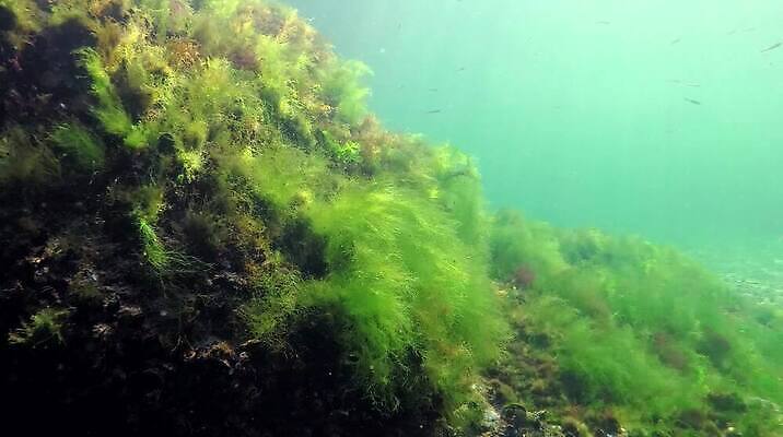 식물 바다 자연 사람없음 초록색 환경 바닷속 수중 해조류 생태계 광합성 산화 생태학 소금물 수중영상 MP4 해외동영상 클립영상 교육 컬러 해양식물 동영상 파일형식