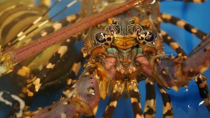 산업 음식 바다 백그라운드 오렌지 재료 태국 조개 건강 갑각류 요리 동양인 사람없음 물 상점 식당 신선 잡기 시장 고급 시원함 컨테이너 해산물 무역 유기농 상업 날것 탱크 수족관 대야 소매 내추럴 매각 민물 발톱 생식 식품점 맛있는 4K MP4 해외동영상 클립영상 자연요소 동물 웰빙 아시아 컨셉 과일 모션 발 어패류 인종 동영상 파일형식