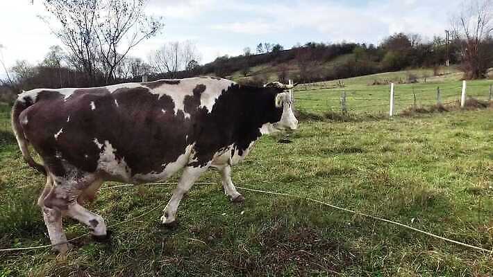 동물 밭 농업 포유류 모션 자연 사람없음 농장 농경지 마을 환경 농사 가축 산책 소고기 우유 소 군중 농부 먹이 방목 허브 젖 동물상 밭일 유래 찰과상 1인칭시점 4K MP4 해외동영상 클립영상 식물 직업 시선 산업 휴식 유제품 육류 사람 조형물 축산업 상처 생태계 동영상 파일형식