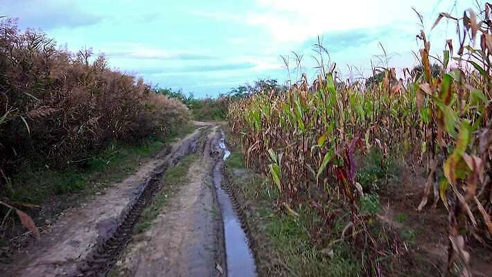 식물 구름 계절 산업 도로 음식 백그라운드 잎 밭 농업 자연 하늘 건강 옥수수 풍경 사람없음 야외 초록색 여름 파란색 농작물 태양 농장 환경 맑음 봄 수확 성장 시골 신선 낟알 땅 유기농 알맹이 장면 진흙 내추럴 밭일 4K HD MP4 해외동영상 클립영상 자연요소 웰빙 길 컬러 교통시설 날씨 곡류 생태계 동영상 파일형식