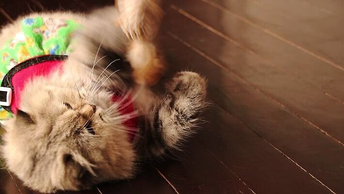 포유류 주택 털 실내 사람없음 반려동물 고양이 모피 솜털 순혈 MP4 해외동영상 클립영상 동물 내부 건물 동영상 파일형식