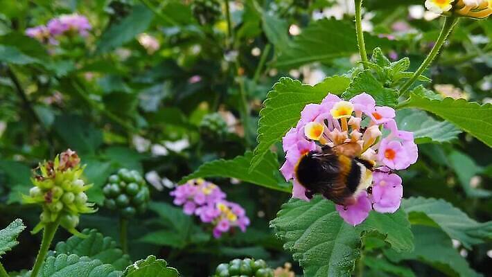 식물 꽃 곤충 잎 날개 모션 자연 털 사람없음 초록색 컬러풀 환경 모임 벚꽃 닫기 큼 모피 벌 수집 묘사 흔들림 보케 꽃가루 꿀 솜털 느림 거인 블러효과 세이지 수유 호박벌 MP4 해외동영상 클립영상 동물 컬러 벌_곤충 크기 가루 생태계 동영상 블러 파일형식 효과