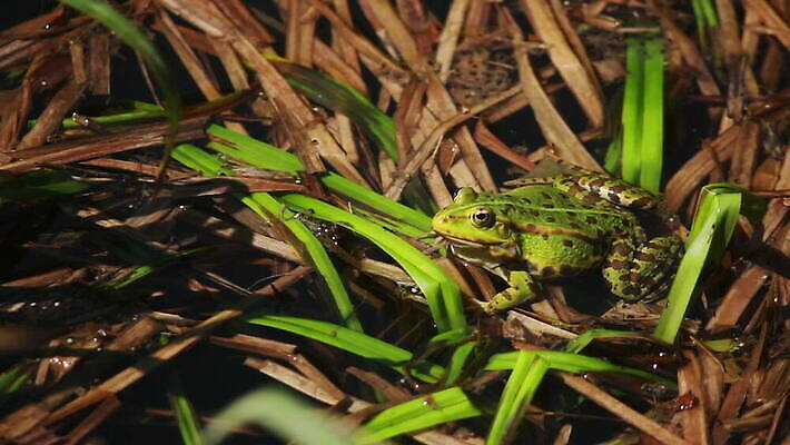 동물 야생동물 자연 지팡이 휴식 개구리 양서류 사람없음 초록색 물 분위기 습지 싱글 서식지 두꺼비 내추럴 동물상 식용 진실 MOV 해외동영상 클립영상 자연요소 컬러 컨셉 조형물 생태계 동영상 파일형식