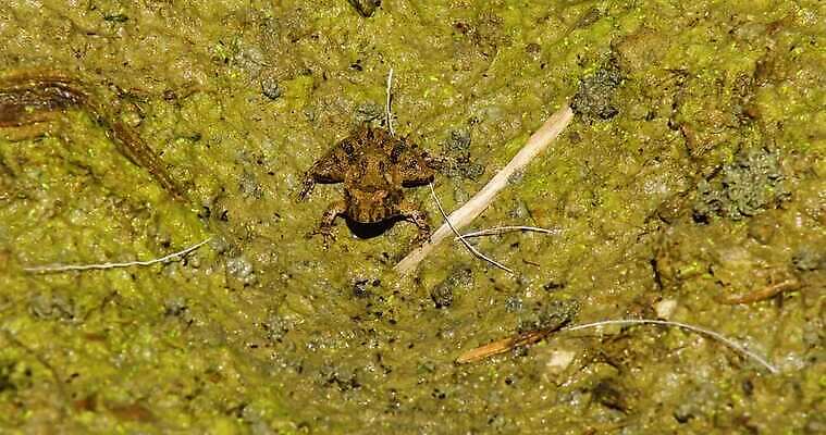 동물 야생동물 자연 개구리 양서류 이끼 사람없음 작음 귀뚜라미 4K MP4 해외동영상 클립영상 곤충 크기 생태계 동영상 파일형식