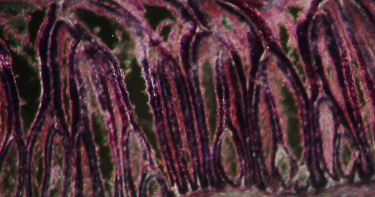 과학 이동 패턴 근육 세포 사람없음 빨간색 파란색 약 시험 성장 조직 확대 지원 4K 현미경관찰 MOV 해외동영상 클립영상 교육 컬러 컨셉 무늬 의학 관찰 동영상 파일형식