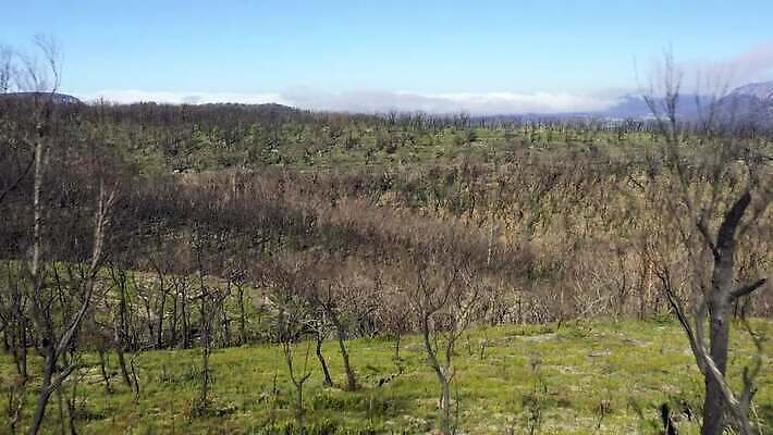 나무 구름 여행 자연 하늘 불 날씨 산 건조 안테나 풍경 사람없음 야외 초록색 여름 파란색 햇빛 갈색 환경 계곡 검은색 뜨거움 호주 숲 땅 언덕 암초 가뭄 동영상 드론 치유 4K MP4 해외동영상 클립영상 자연요소 식물 계절 컬러 통신 태양 오세아니아 생태계 파일형식