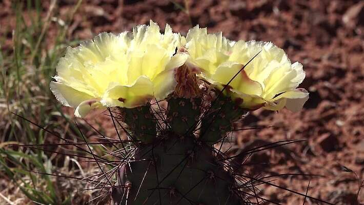 꽃 과일 자연 선인장 풍경 사람없음 초록색 노란색 사막 가시 달콤 다육식물 숙성 4K MP4 해외동영상 클립영상 식물 컬러 맛 생태계 동영상 파일형식