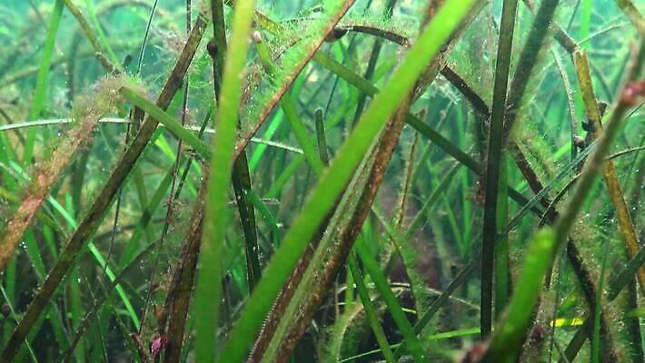 식물 바다 포유류 자연 낚시 어류 사람없음 환경 바닷속 수중 수중동물 생태계 생물학 동물상 생태학 소금물 4K 수중영상 MP4 해외동영상 클립영상 동물 교육 레저 조형물 동영상 파일형식