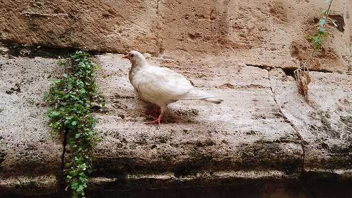 식물 동물 유럽 벽 조류 사람없음 건물 초록색 노란색 탑 산책 흰색 도시 성 역사 스페인 비둘기 옛날 4K MOV 해외동영상 클립영상 건축물 나라 컬러 휴식 동영상 파일형식
