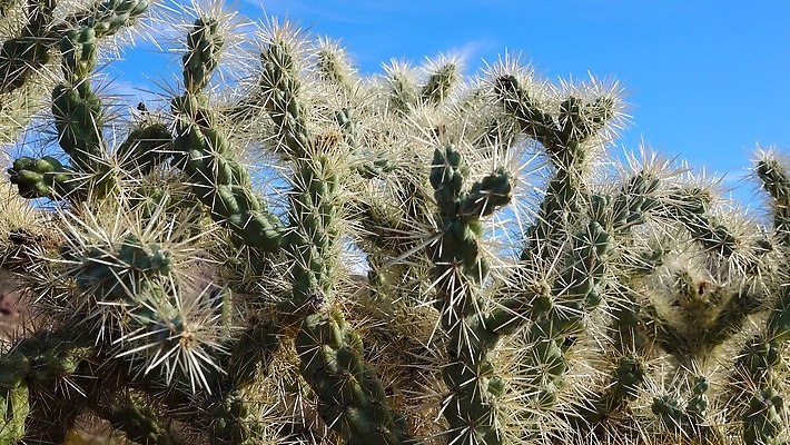 식물 공원 컬러 자연 선인장 건조 풍경 사람없음 초록색 뷰티 미국 성장 보호 큼 파이프 캘리포니아 애리조나 내추럴 전국 4K MP4 해외동영상 클립영상 공공시설 컨셉 북아메리카 크기 생태계 동영상 파일형식