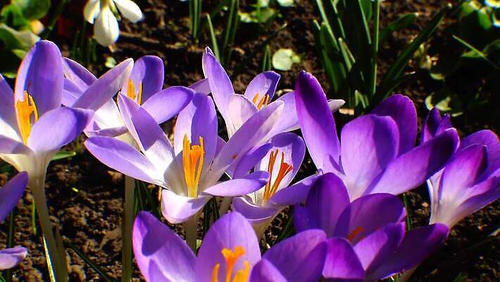 디자인 꽃 야생동물 오렌지 자연 사람없음 파란색 보라색 봄 성장 인사 신선 신용카드 개화 제비꽃 속도 삼림지대 스노드롭 4K MP4 해외동영상 클립영상 식물 동물 계절 컬러 과일 금융 예절 숲 생태계 동영상 파일형식