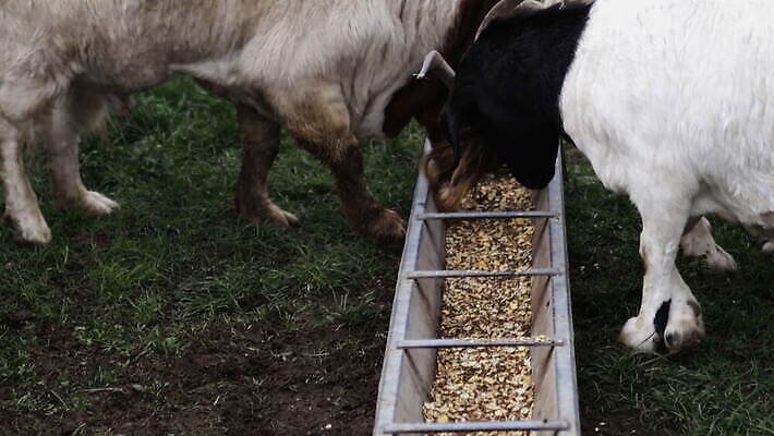 동물 외관 야생동물 농업 포유류 자연 염소 영국 잉글랜드 뿔 성인 사람없음 야외 목재 울타리 농장 갈색 환경 흰색 시골 양 먹이 먼지 철사 진흙 반추동물 목가 4K MOV 해외동영상 클립영상 나무 유럽 산업 컬러 재료 사람 담장 생태계 동영상 파일형식