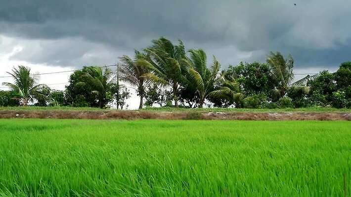 식물 계절 아시아 백그라운드 농업 자연 하늘 바람 풍경 초원 사람없음 야외 초록색 파란색 농작물 컬러풀 농장 농경지 환경 수확 성장 시골 신선 낟알 땅 장면 말레이시아 내추럴 논밭 타격 수평선 세련 4K MP4 해외동영상 클립영상 자연요소 나라 산업 컬러 밭 모션 날씨 논 생태계 동영상 파일형식