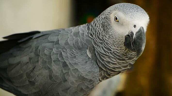 동물 척추동물 응시 야생동물 백그라운드 날개 장난 자연 조류 동물원 대화 사람없음 빨간색 반려동물 컬러풀 머리 검은색 회색 흰색 작음 깃털 부리 앵무새 새장 멸종 솜털 노려봄 고립 이국적 잉꼬 지능 콩고 MOV 해외동영상 클립영상 시선 컬러 아프리카 표정 말하기 신체부위 크기 생태계 동영상 케이지 파일형식