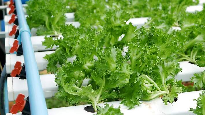 식물 산업 문화 음식 잎 농업 채소 재료 실내 사람없음 내부 초록색 농장 환경 샐러드 수확 성장 신선 농부 상추 시설 유기농 원예 생물학 일렬 내추럴 모종 밭일 생태학 수경재배 온실 채식주의자 4K MP4 해외동영상 클립영상 직업 웰빙 교육 컬러 취미 채식 동영상 파일형식