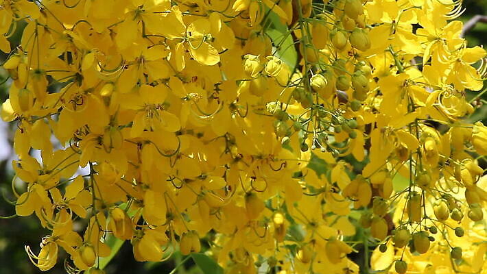 나무 식물 디자인 꽃잎 꽃 종이 꽃무늬 태국 자연 벽지 표면 매달리기 미술 씨앗 사람없음 장식 뷰티 노란색 새싹 일본 검은색 벚꽃 나뭇가지 황금 크림 묘사 질감 캔버스 신성 짜임 내추럴 꼬투리 샤워실 전국 케랄라주 MOV 해외동영상 클립영상 아시아 컬러 무늬 모션 문화예술 인도_나라 생태계 동영상 샤워시설 파일형식