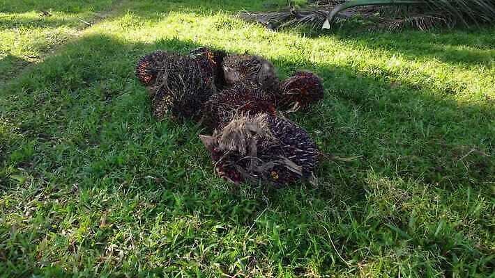 식물 아시아 농업 과일 자연 손바닥 씨앗 사람없음 빨간색 초록색 농장 수확 신선 말레이시아 숙성 원자재 4K MOV 해외동영상 클립영상 손 나라 산업 컬러 생태계 동영상 파일형식