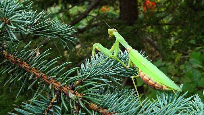 동물 1 유럽 야생동물 곤충 백그라운드 절지류 자연 무척추동물 안테나 사람없음 초록색 기도 벌레 생물학 육식동물 사냥꾼 내추럴 동물상 포식 4K MP4 해외동영상 클립영상 직업 교육 나라 컬러 통신 조형물 생태계 동영상 파일형식