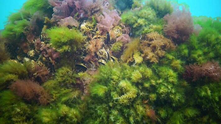 식물 바다 자연 사람없음 초록색 환경 바닷속 수중 해조류 생태계 광합성 산화 생태학 소금물 4K 수중영상 MP4 해외동영상 클립영상 교육 컬러 해양식물 동영상 파일형식