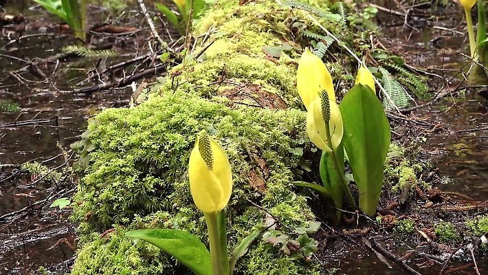 식물 꽃 컬러 자연 잉글랜드 사람없음 초록색 물 노란색 봄 젖음 습지 양배추 냄새 변소 서쪽 워싱턴 4K MP4 해외동영상 클립영상 자연요소 계절 채소 영국 미국 방향 생태계 동영상 파일형식