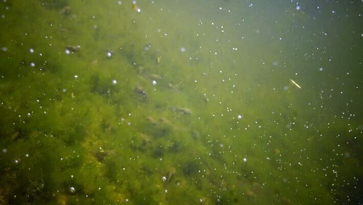 식물 바다 백그라운드 패턴 자연 개구리 양서류 사람없음 초록색 물 환경 검은색 바닷속 수중 수영 연못 해조류 작음 생태계 생물학 꼬리 서식지 두꺼비 광합성 산화 생태학 소금물 4K 수중영상 MP4 해외동영상 클립영상 자연요소 동물 교육 컬러 무늬 수상스포츠 해양식물 크기 동영상 파일형식