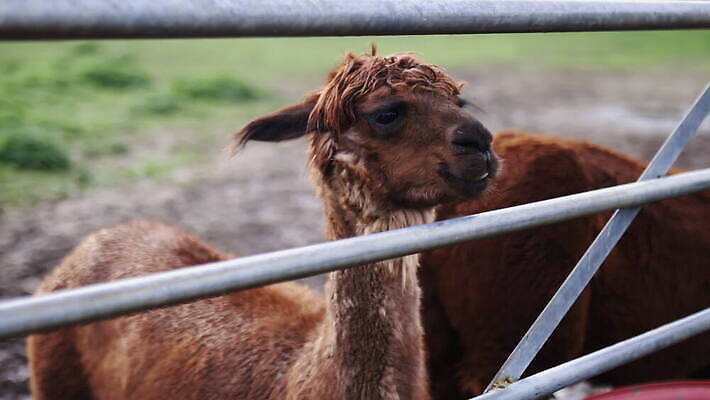 동물 외관 응시 야생동물 백그라운드 밭 농업 포유류 자연 영국 잉글랜드 사람없음 야외 목재 울타리 농장 갈색 머리 환경 금속 시골 먼지 진흙 양모 밭일 알파카 목가 배선 4K MOV 해외동영상 클립영상 나무 시선 유럽 산업 컬러 재료 재질 신체부위 담장 한자 직물 생태계 동영상 파일형식