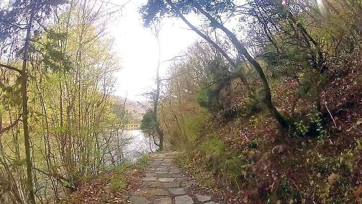 식물 길 자국 사람없음 내부 목재 초록색 산책 얽힘 숲 열대우림 매듭 포도나무 나무껍질 에콰도르 추적 아마존 1인칭시점 그리너리 MOV 해외동영상 클립영상 나무 시선 컬러 재료 모션 휴식 껍질 남아메리카 과일나무 동영상 파일형식 트랜드컬러