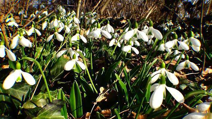 식물 디자인 꽃 야생동물 자연 사람없음 파란색 뷰티 정원 보라색 봄 성장 인사 신선 신용카드 개화 제비꽃 속도 내추럴 삼림지대 스노드롭 4K MP4 해외동영상 클립영상 동물 계절 컬러 금융 예절 숲 생태계 동영상 파일형식