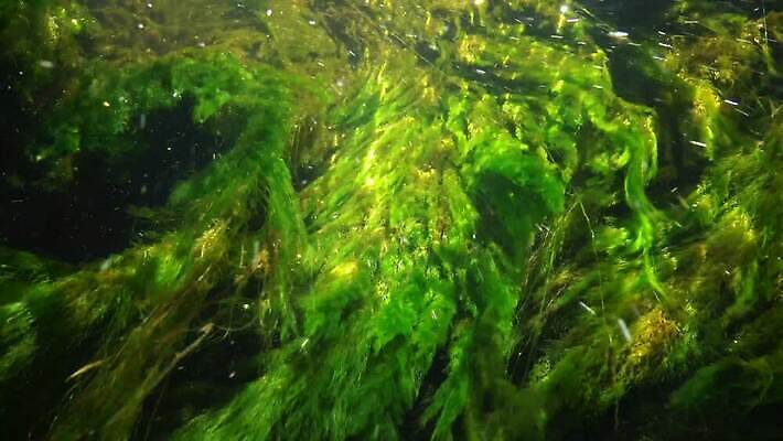 식물 호수 바다 컬러 백그라운드 잎 자연 풍경 사람없음 초록색 물 강 환경 수중 젖음 잡초 개울 해조류 아래 질감 내추럴 광합성 산화 4K MP4 해외동영상 클립영상 자연요소 해양식물 방향 생태계 위치 동영상 파일형식