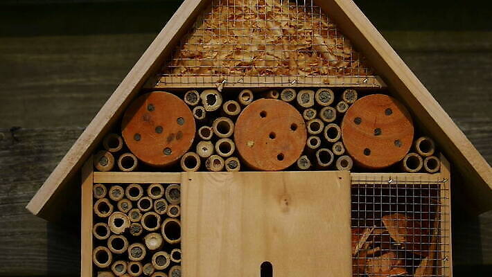 야생동물 곤충 패턴 자연 무척추동물 세포 사람없음 정원 둥지 벌 대나무 질감 튜브 석공 MOV 해외동영상 클립영상 나무 동물 무늬 생태계 동영상 파일형식