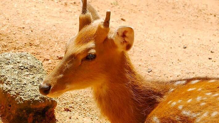 동물 공원 여자 남자 아시아 야생동물 백그라운드 밭 포유류 자연 초식동물 털 뿔 사람없음 야외 머리 환경 침묵 흰색 아기 점 황무지 숲 방목 사파리 뿌리 내추럴 동물상 아기사슴 암사슴 전국 MOV 해외동영상 클립영상 공공시설 나라 새끼 컬러 농업 사슴 사람 신체부위 조형물 소리 축산업 암컷 생태계 동영상 파일형식