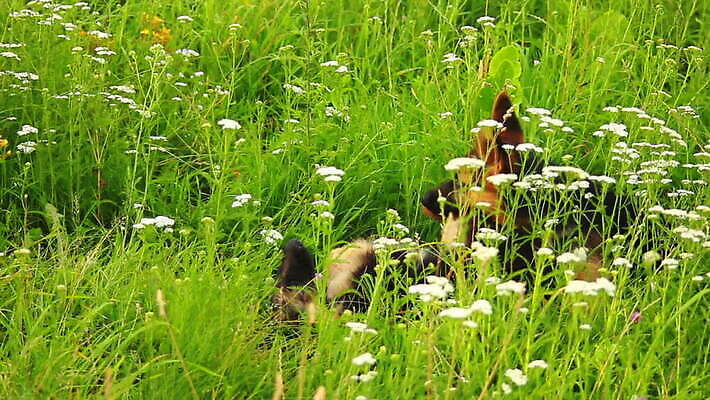 동물 척추동물 새끼 포유류 가족 털 독일 앉기 사람없음 반려동물 머리 검은색 우정 쌍 양치기 경찰 개 강아지 보호 작음 모피 보안 송곳니 기르기 유래 경비견 순혈 MOV 해외동영상 클립영상 직업 유럽 컬러 컨셉 관계 모션 안전 신체부위 친구 치아 크기 동영상 돌봄 파일형식