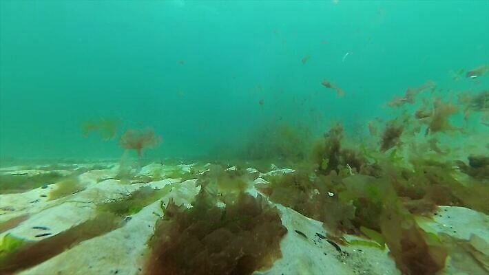 식물 바다 자연 사람없음 초록색 물 환경 바닷속 수중 해조류 생태계 생물학 낚시꾼 생태학 소금물 4K 저서생물 MP4 해외동영상 클립영상 자연요소 교육 컬러 생물 해양식물 동영상 파일형식