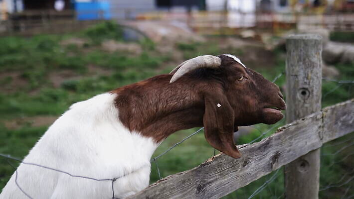 동물 외관 야생동물 농업 포유류 자연 염소 영국 잉글랜드 뿔 성인 사람없음 야외 목재 울타리 농장 갈색 환경 흰색 시골 양 먹이 먼지 철사 진흙 반추동물 목가 4K MOV 해외동영상 클립영상 나무 유럽 산업 컬러 재료 사람 담장 생태계 동영상 파일형식