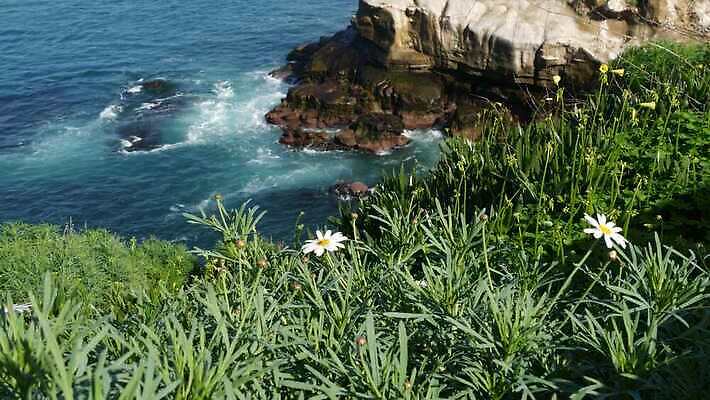 식물 꽃잎 파도 바다 파노라마 국립공원 경사 사람없음 파란색 햇빛 노란색 미국 들꽃 벚꽃 신선 서핑 허브 순수 환경보전 데이지 냄새 심플 캘리포니아 태평양 석호 미니 아열대 스플래쉬 많음 4K MP4 해외동영상 클립영상 공원 꽃 컬러 컨셉 북아메리카 촬영기법 태양 수상스포츠 사회이슈 동영상 파일형식
