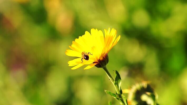 식물 꽃 곤충 백그라운드 자연 사람없음 빛 태양 정원 개화 화단 금잔화 MOV 해외동영상 클립영상 자연요소 동물 생태계 동영상 파일형식