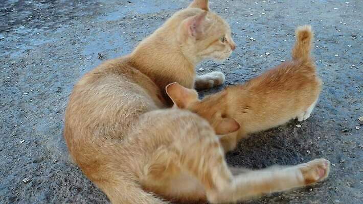 동물 포즈 백그라운드 포유류 가족 포옹 놀이 엄마 털 사랑 사람없음 반려동물 귀여움 고양이 회색 아기 작음 모피 손목시계 돌봄 동정 4K MP4 해외동영상 클립영상 감정 시계 컬러 컨셉 장신구 관계 안기 모션 사람 크기 동영상 파일형식