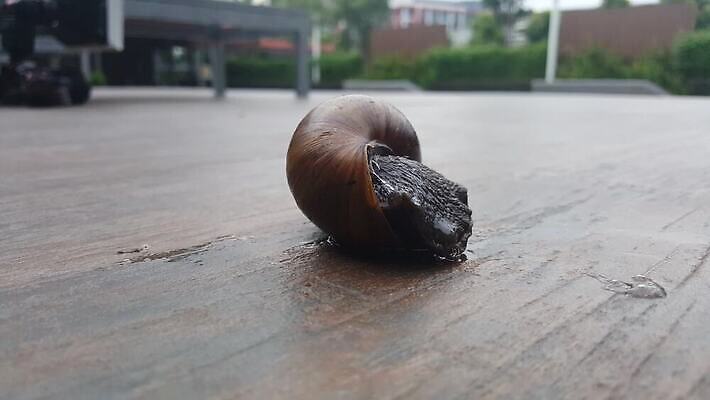 동물 야생동물 백그라운드 자연 바닥 연체동물 주택 사람없음 갈색 정원 젖음 껍질 흰색 타일 오브젝트 덮기 느림 고립 민달팽이 끈적임 4K MOV 해외동영상 클립영상 컬러 모션 무척추동물 건물 생태계 동영상 파일형식 달팽이_동물